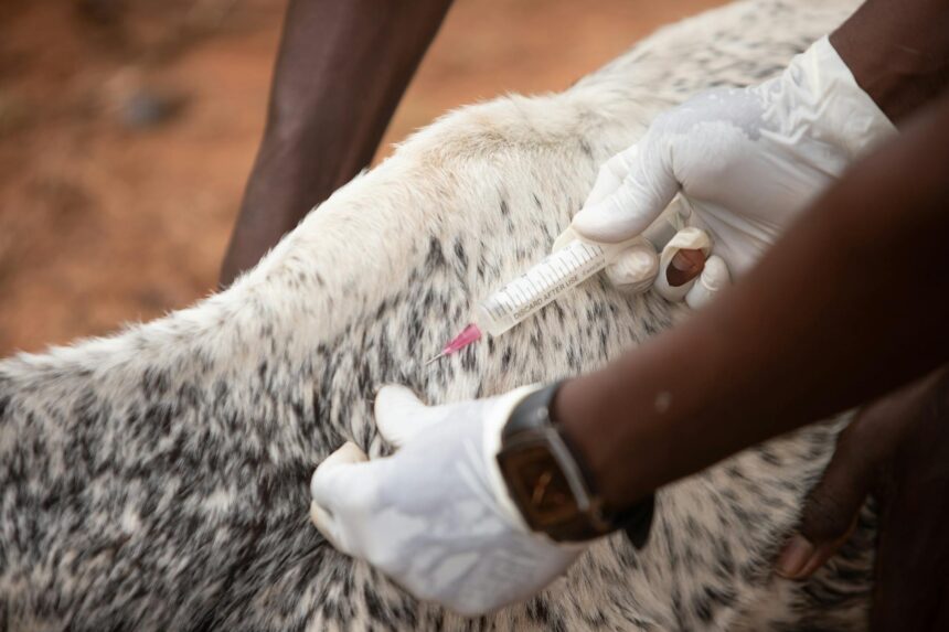 Infographic showing animal health funding represents tiny fraction of global health spending