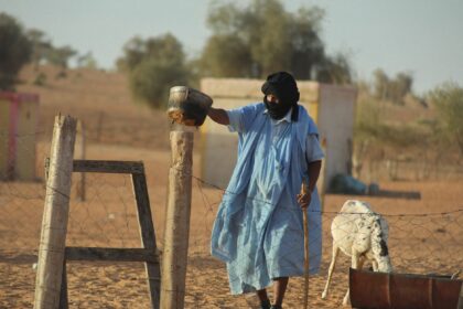Livestock in Mauritania grazing in arid landscape representing CCHFV surveillance study