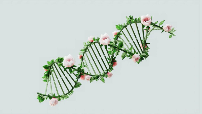 Scientific illustration of cell division failure showing tetraploid cells with doubled DNA content