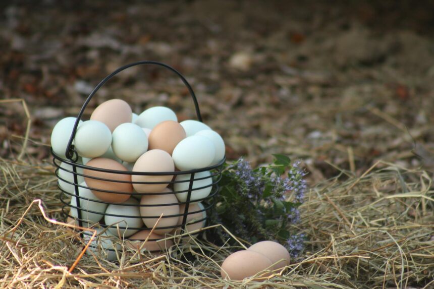 Scientific illustration showing eggs and brain health connection with statistical data