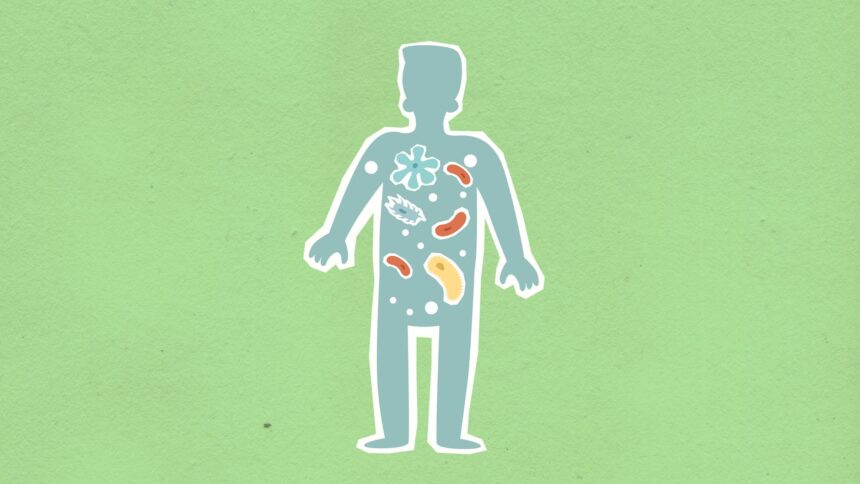 Scientific illustration of gut-brain axis showing bacterial communication pathways