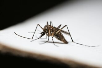 Laboratory researcher examining malaria parasite samples under microscope