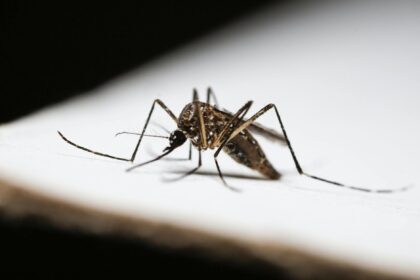 Laboratory researcher examining malaria parasite samples under microscope