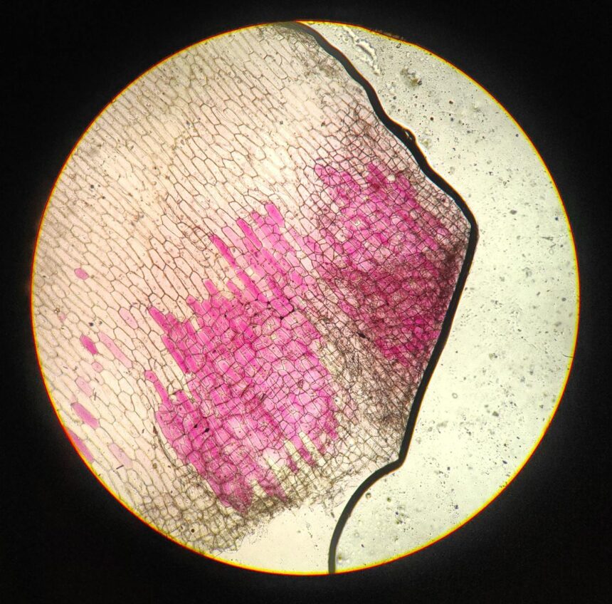 Fluorescent microscopy image showing muscle cells with green nuclei and red membranes during fusion process