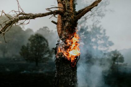 Infographic showing wood burning emissions sources from logging to black carbon warming effects