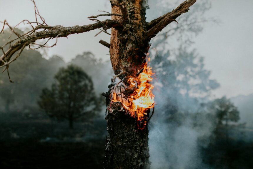 Infographic showing wood burning emissions sources from logging to black carbon warming effects