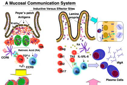 Scientific illustration showing gut microbiome changes with age and immune system decline
