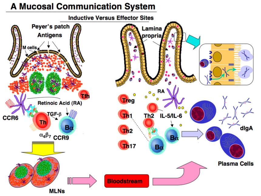 Scientific illustration showing gut microbiome changes with age and immune system decline