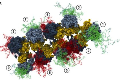 Diagram showing the 20 amino acids classified by chemical structure: aliphatic, aromatic, acidic, basic, hydroxyl-containing, sulphur-containing, and amidic groups.