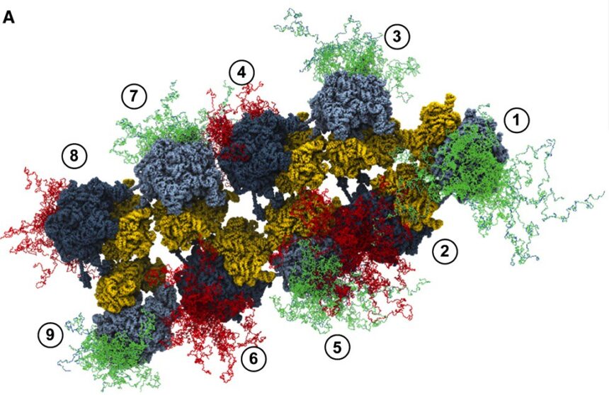 Diagram showing the 20 amino acids classified by chemical structure: aliphatic, aromatic, acidic, basic, hydroxyl-containing, sulphur-containing, and amidic groups.