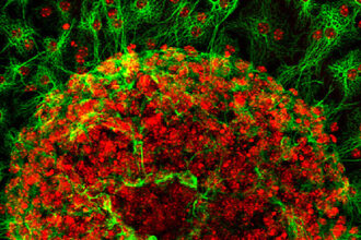 Illustration of astrocytes (star-shaped cells) regulating neural network activity across synapses