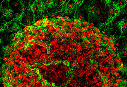 Illustration of astrocytes (star-shaped cells) regulating neural network activity across synapses