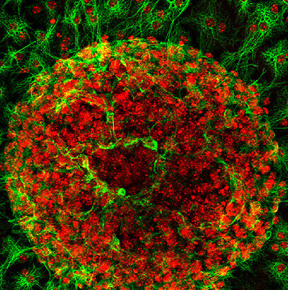 Illustration of astrocytes (star-shaped cells) regulating neural network activity across synapses