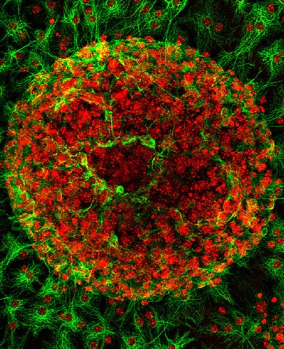 Illustration of astrocytes (star-shaped cells) regulating neural network activity across synapses