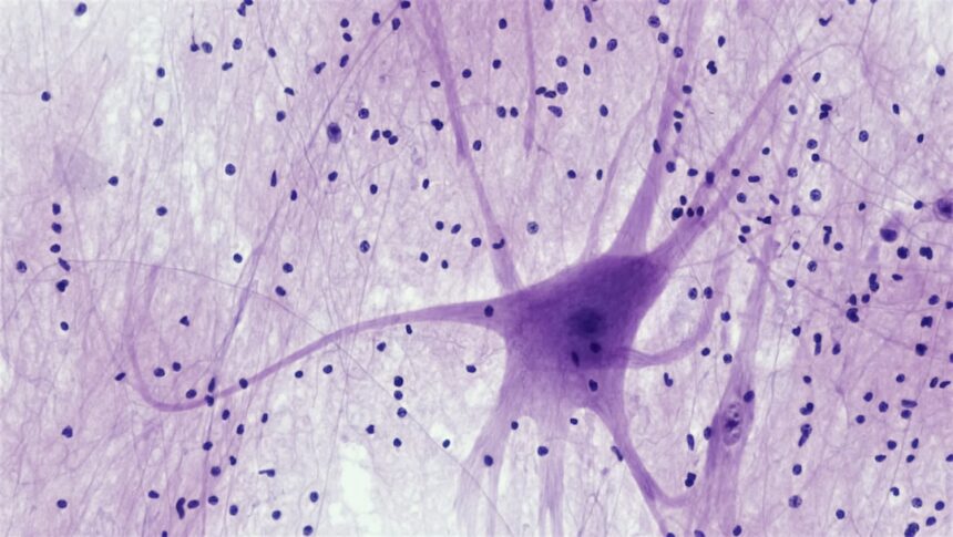 Diagram showing astrocytes, microglia, neurons, and oligodendrocytes communicating in the brain with inflammatory and protective signaling pathways