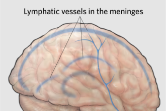 Illustration of the glymphatic system showing cerebrospinal fluid flow through brain tissue guided by astrocytes