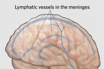 Illustration of the glymphatic system showing cerebrospinal fluid flow through brain tissue guided by astrocytes