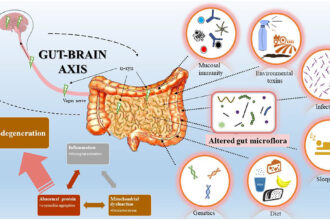 Diagram of the inflammatory reflex pathway showing vagus nerve signalling from brainstem to spleen, triggering immune modulation