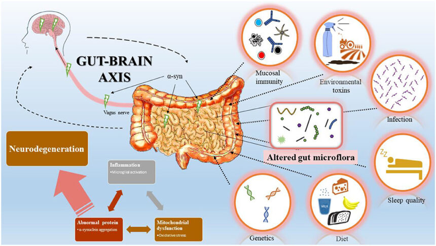Diagram of the inflammatory reflex pathway showing vagus nerve signalling from brainstem to spleen, triggering immune modulation