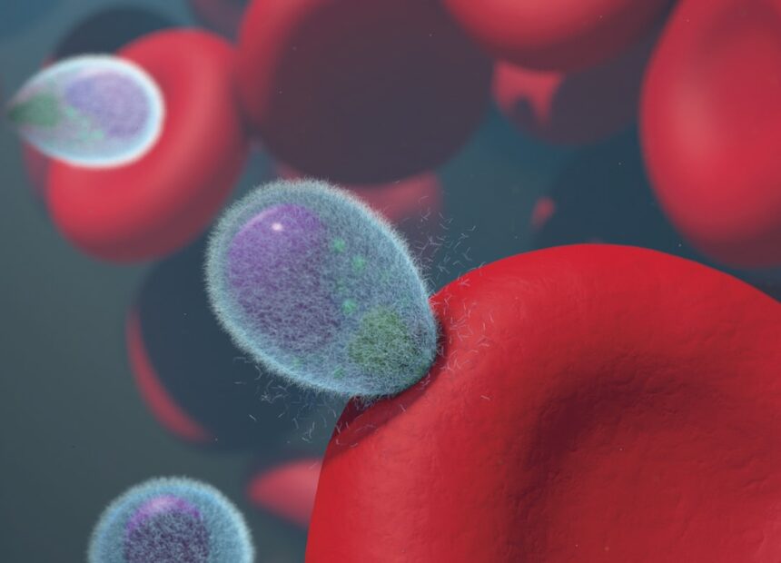 Medical illustration showing CAR T cells targeting antibodies in kidney transplant patient