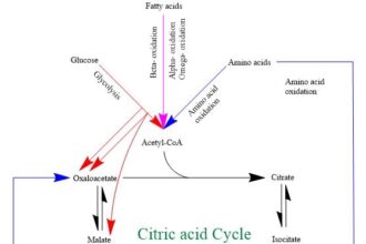 Diagram of the citric acid cycle showing acetyl-CoA entering the cycle, NADH and FADH2 production, and ATP synthesis in mitochondria