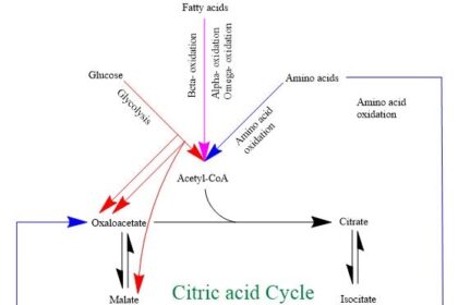 Diagram of the citric acid cycle showing acetyl-CoA entering the cycle, NADH and FADH2 production, and ATP synthesis in mitochondria