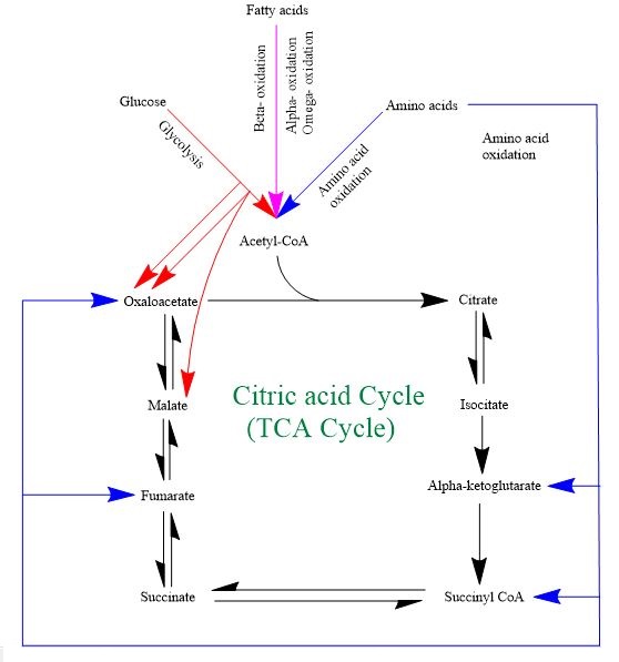 Diagram of the citric acid cycle showing acetyl-CoA entering the cycle, NADH and FADH2 production, and ATP synthesis in mitochondria