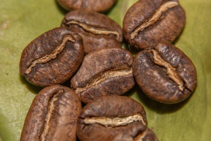 Bar chart showing chlorogenic acid concentration decreases from light roast (8.0 mg/g) to medium roast (6.56 mg/g) to dark roast (4.35 mg/g), with gallic acid increasing in darker roasts