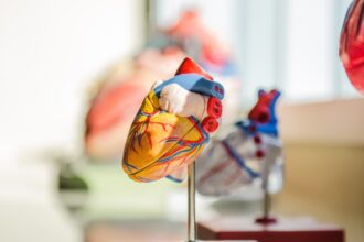Illustration of engineered heart muscle tissue derived from induced pluripotent stem cells showing cardiac myocytes in three-dimensional tissue construct