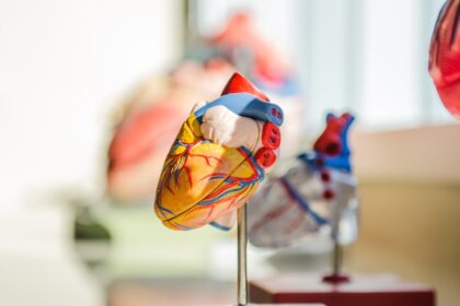 Illustration of engineered heart muscle tissue derived from induced pluripotent stem cells showing cardiac myocytes in three-dimensional tissue construct