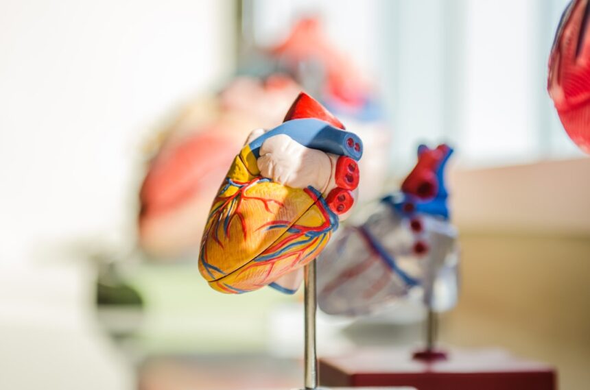 Illustration of engineered heart muscle tissue derived from induced pluripotent stem cells showing cardiac myocytes in three-dimensional tissue construct