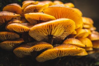 Functional mushroom species with clinical evidence spectrum overlay