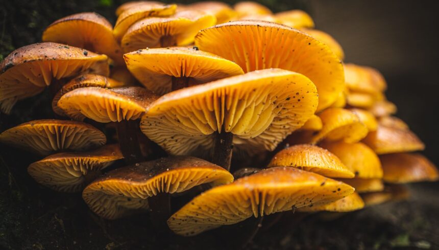 Functional mushroom species with clinical evidence spectrum overlay