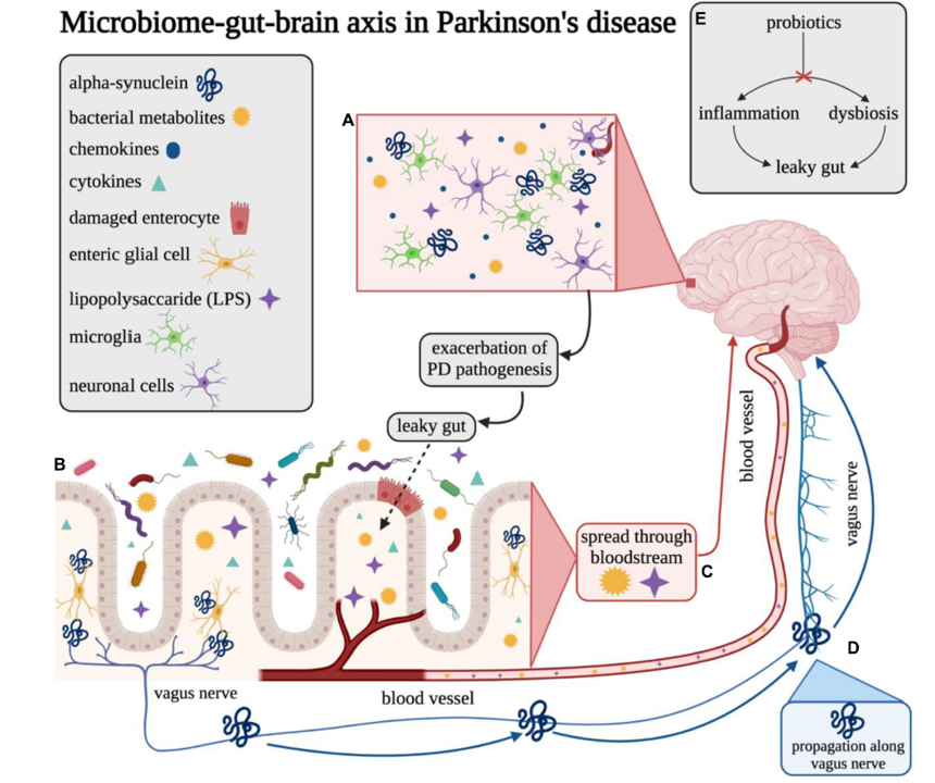 Scientific illustration of gut microbiome bacteria and brain connection for Parkinson's disease research