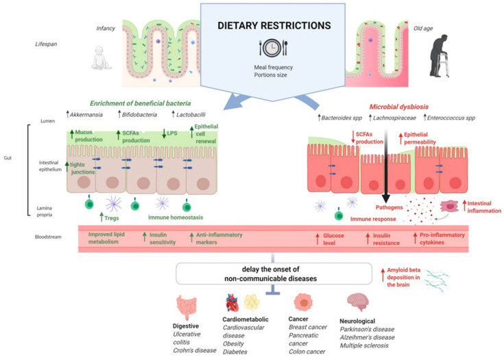 Scientific illustration of diverse gut microorganisms including bacteria, viruses and fungi