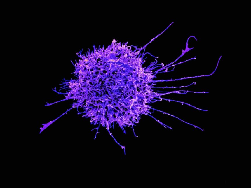 Diagram showing immune cell types and their roles in detection, coordination, and defense