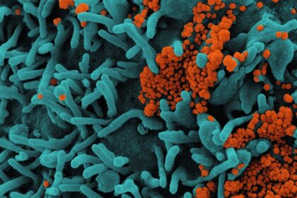 Medical illustration comparing manufactured biotherapeutic capsules to traditional fecal microbiota transplant procedure