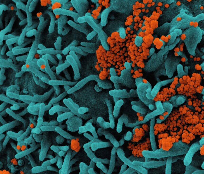 Medical illustration comparing manufactured biotherapeutic capsules to traditional fecal microbiota transplant procedure