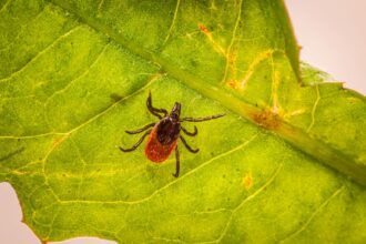 Chart showing rising Lyme disease case numbers in England with tick illustration