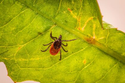 Chart showing rising Lyme disease case numbers in England with tick illustration
