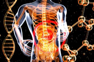 Scientific illustration showing methionine's protective mechanism against inflammation through enhanced kidney filtration