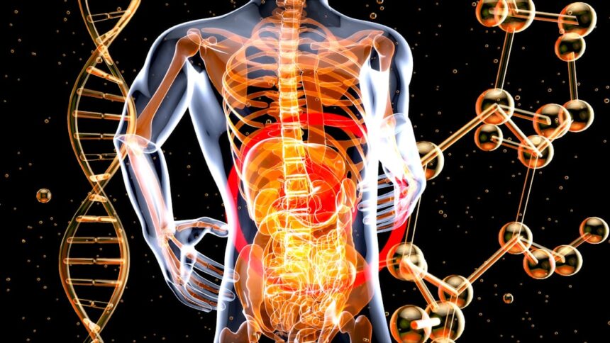 Scientific illustration showing methionine's protective mechanism against inflammation through enhanced kidney filtration