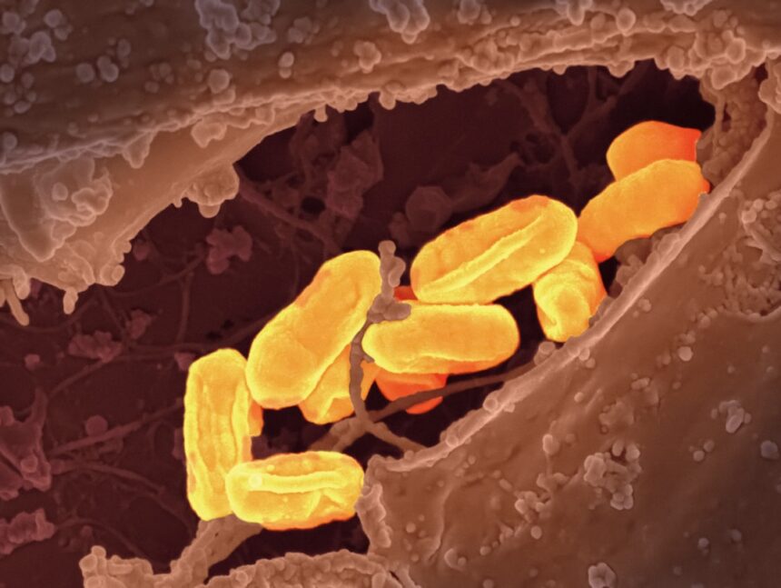Illustration of mitochondrial structure and cellular energy signaling pathways