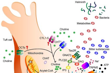Diagram of TCA cycle intermediates and their regulatory roles in immune and stem cell biology