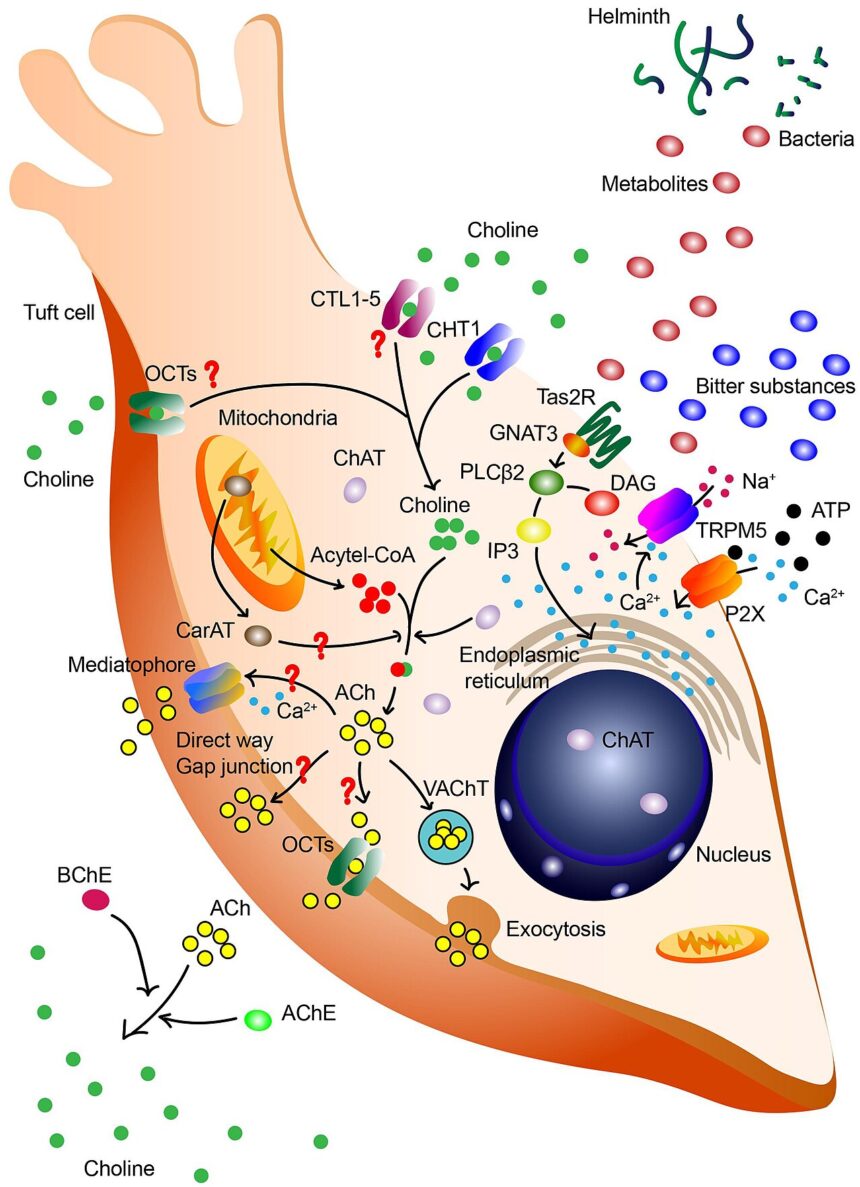Diagram of TCA cycle intermediates and their regulatory roles in immune and stem cell biology