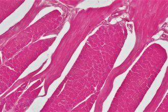 Illustration of GLUT4 glucose transporter activation in muscle cells during contraction