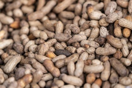 Infographic comparing peanut intervention effect on cerebral perfusion to age-related decline