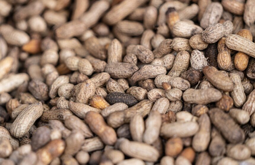 Infographic comparing peanut intervention effect on cerebral perfusion to age-related decline