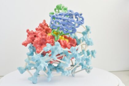 Medical illustration showing protein scaffold promoting bone and blood vessel regeneration