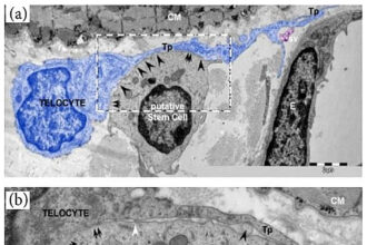 Live-cell microscopy showing a stem cell differentiating into a cardiomyocyte with organized sarcomeres and rhythmic contractions